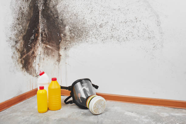Best Mold Testing  in Nekoosa, WI