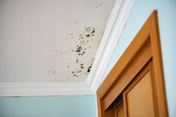 Best Attic Mold Removal  in Nekoosa, WI