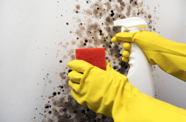 Best Commercial Mold Removal  in Nekoosa, WI