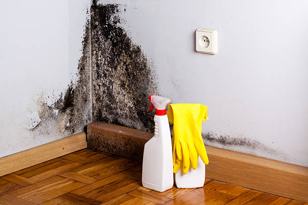 Best Mold Damage Repair  in Nekoosa, WI