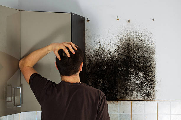 Best Best Mold Removal Companies  in Nekoosa, WI